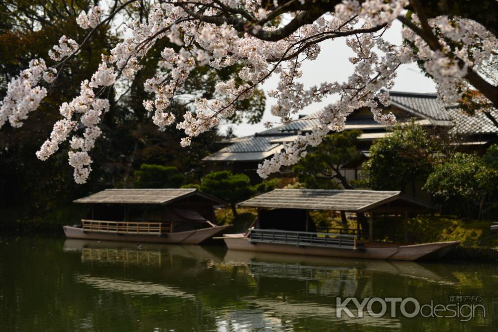 桜の下の停留