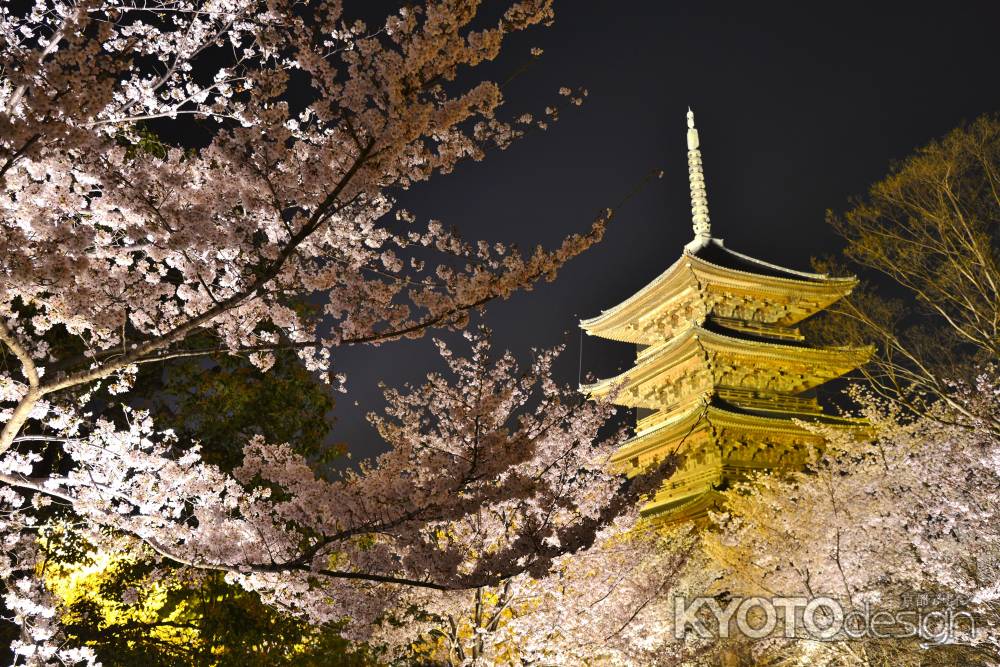 美しすぎる夜桜