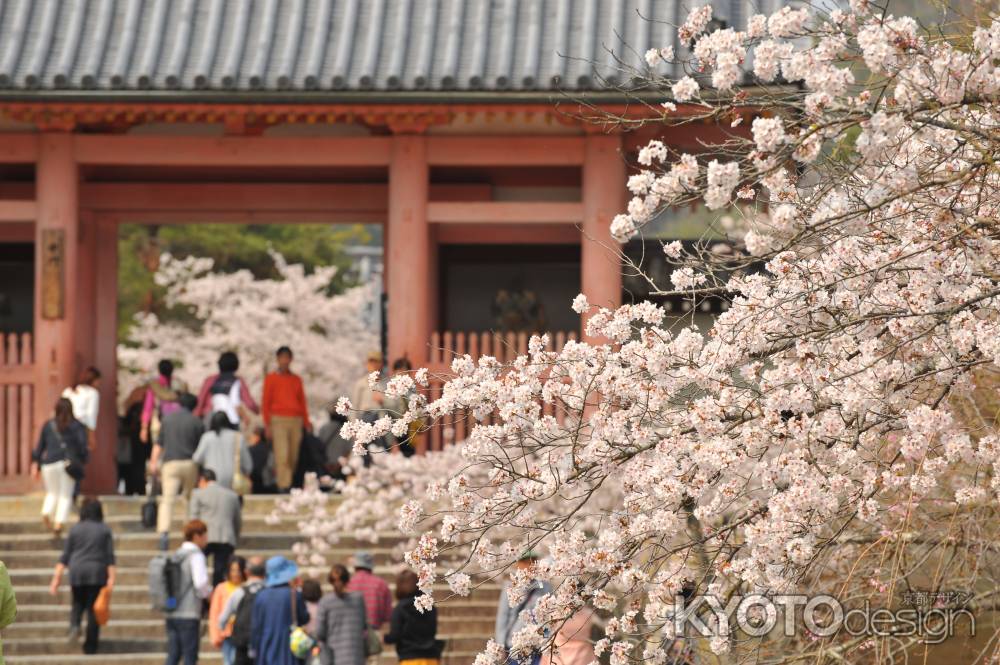 御室仁和寺　染井吉野　満開