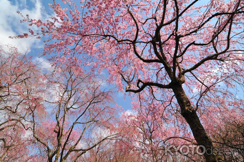 八重紅しだれ桜