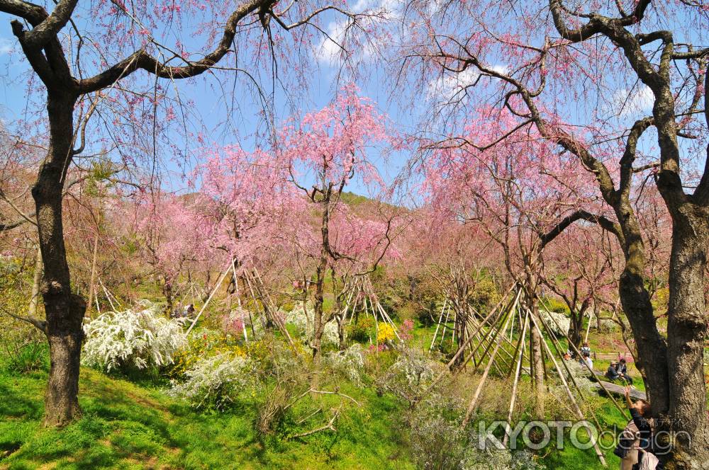 桜の楽園