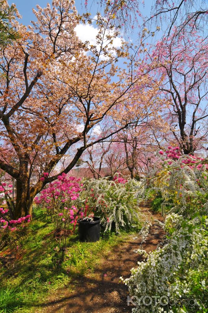 桜の小路