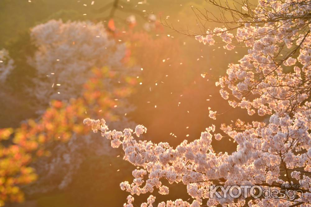 零れ桜