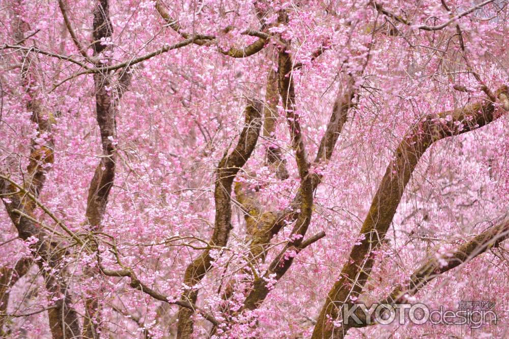 どこまでも桜色