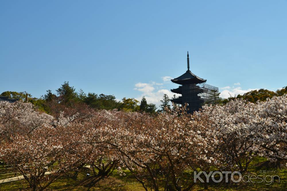 御室桜