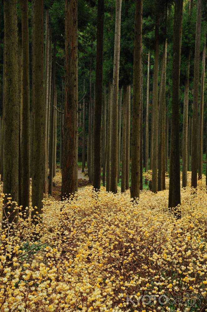 ミツマタの群生地