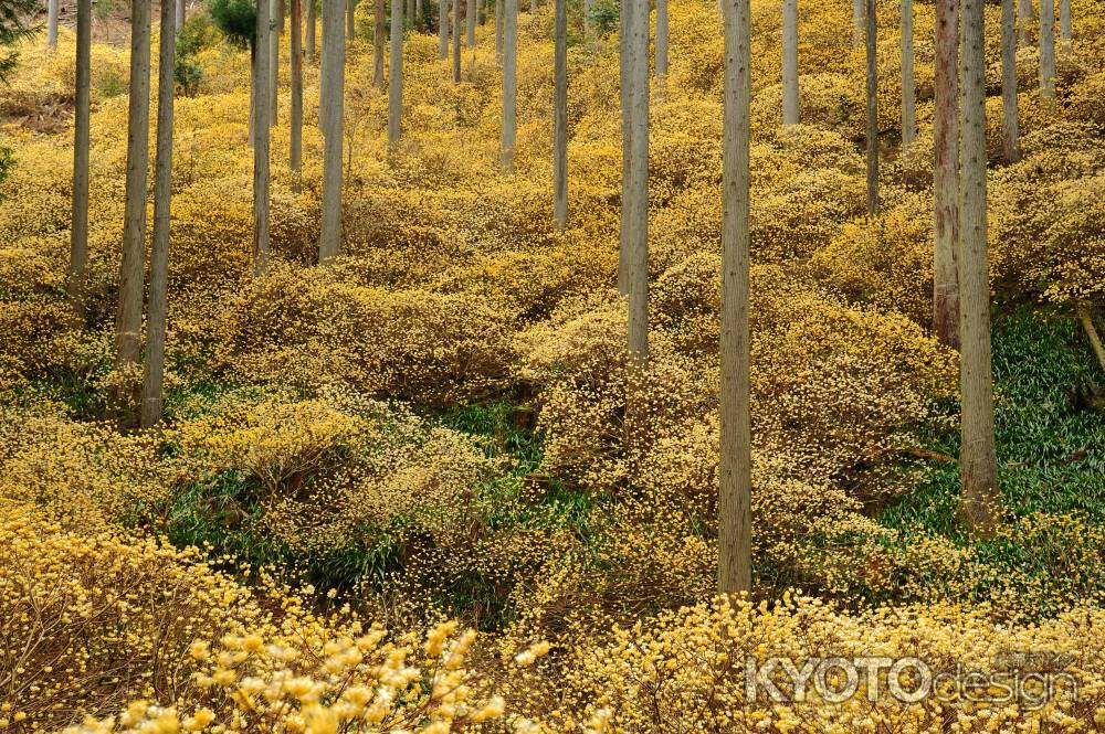 奇跡の森