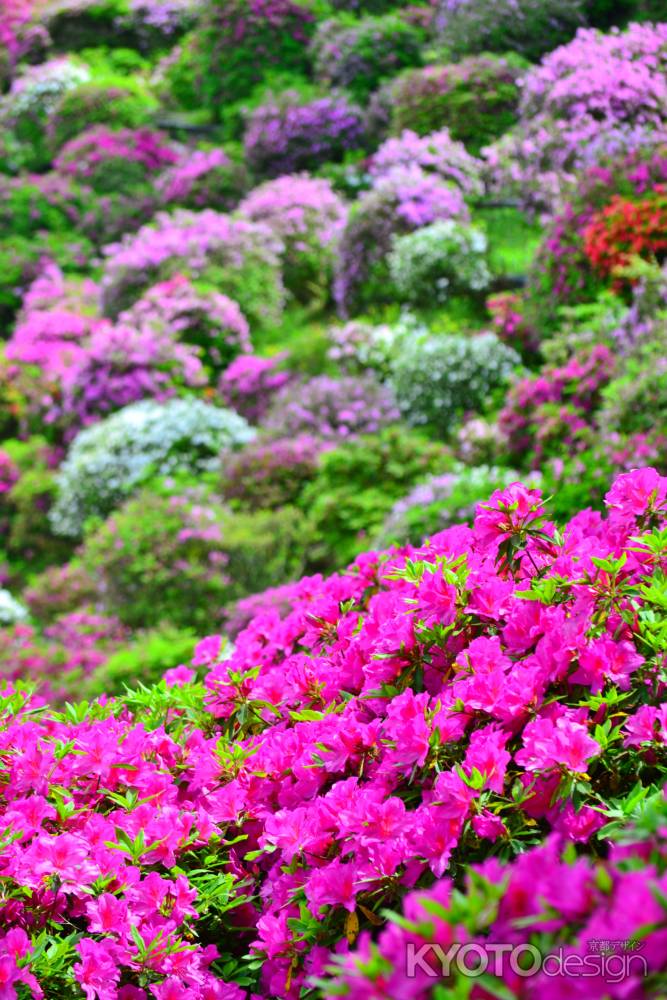 花絶景