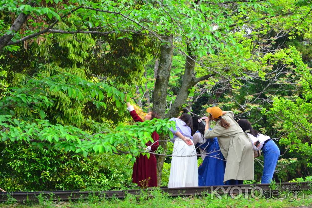 桜の時　緑の今