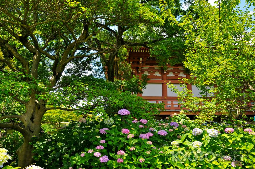 咲き始めた紫陽花