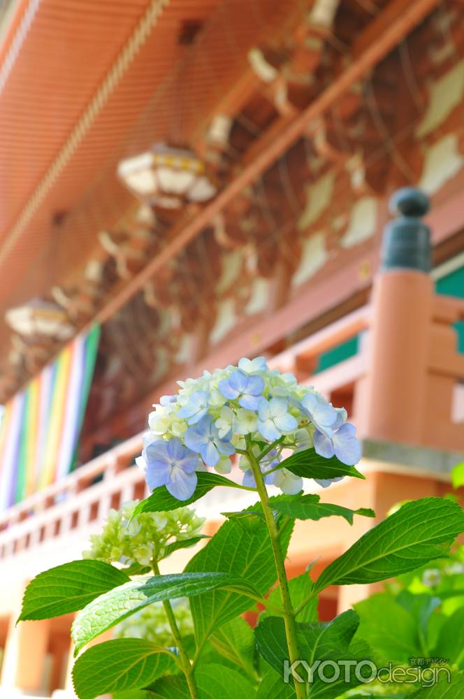 金堂に咲く紫陽花