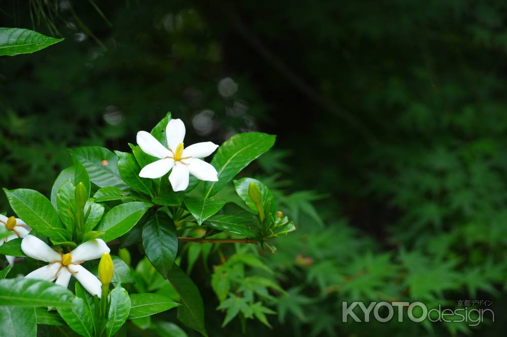 梔子の花