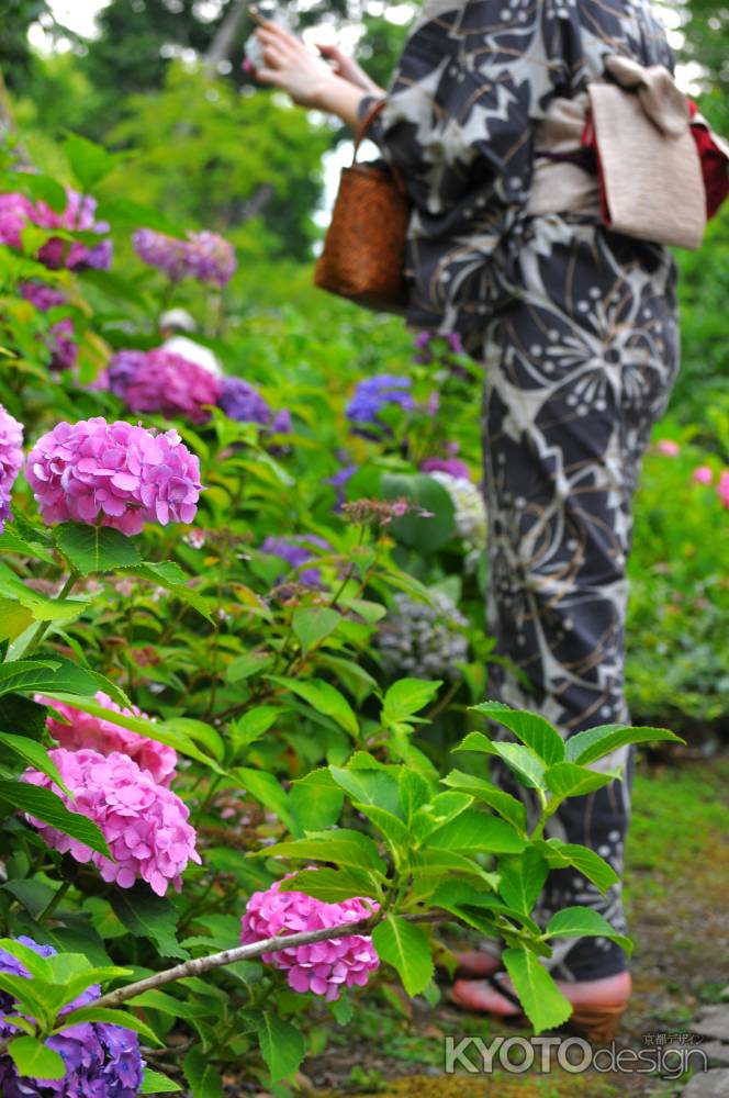 京都紫陽花物語　旧三井家下鴨別邸　SNS映え〜