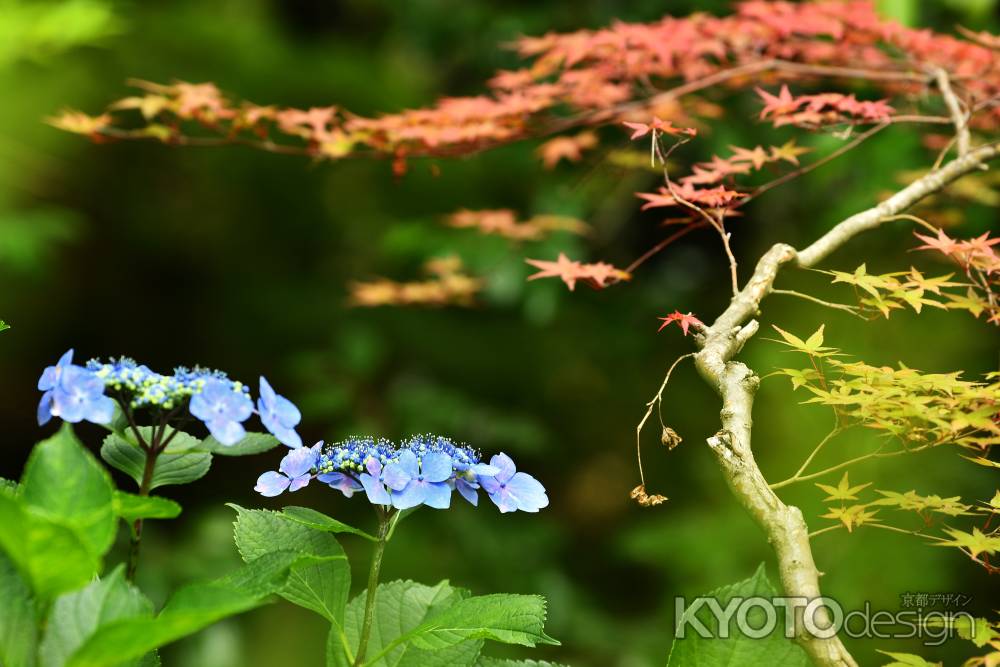 直指庵　ぼくらはみんな生きている　時には紅葉と