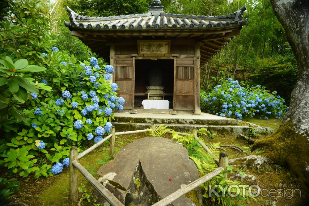 開山堂にさく紫陽花