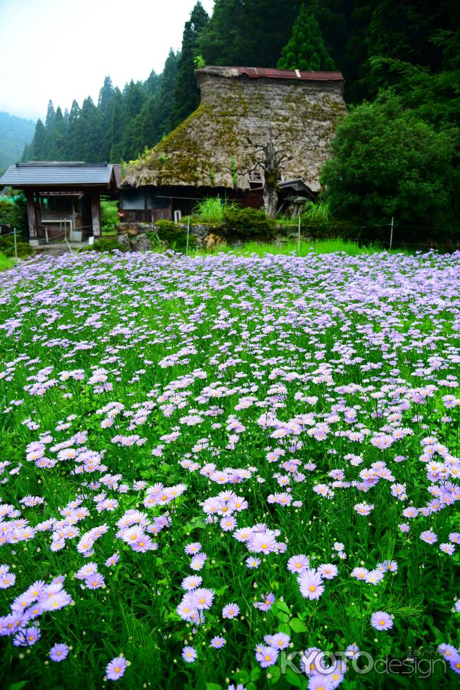 かやぶき屋根と友禅菊