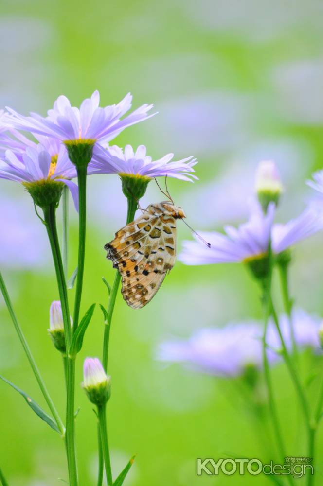 花弁のネグラ　まだ眠いよ〜