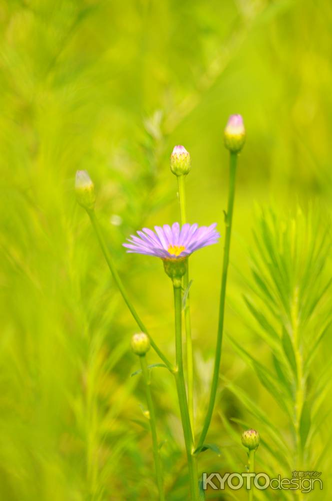 光の友禅菊