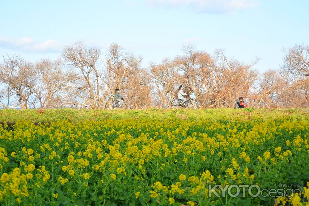 菜の花畑