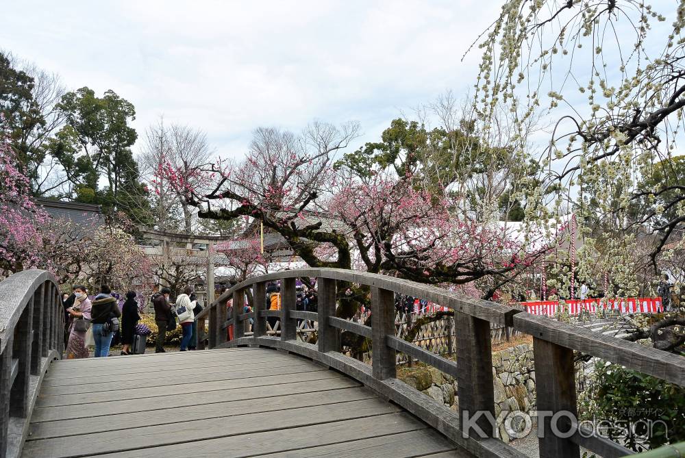 梅花祭野点大茶湯2020