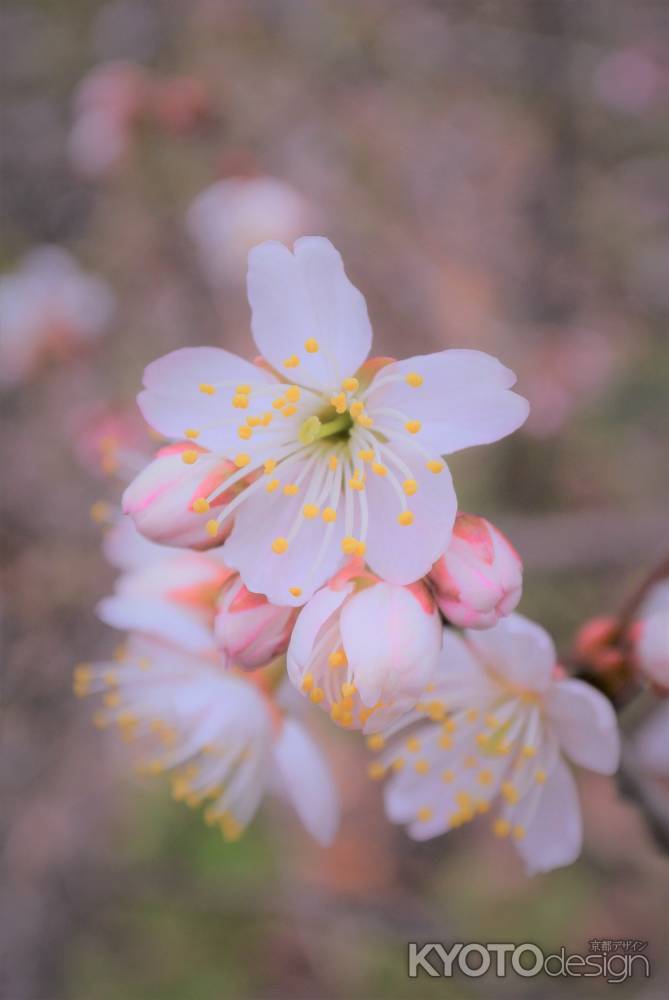 桃桜