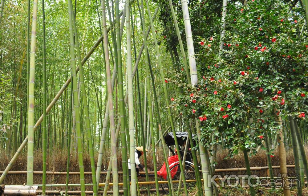 竹林に咲く椿の花