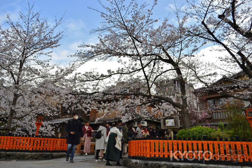 祇園 巽橋の春