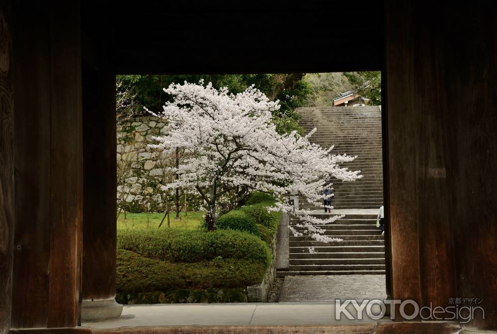 知恩院の春