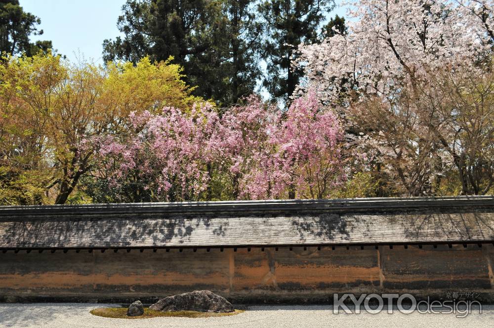 油土塀越しに咲く紅しだれ桜