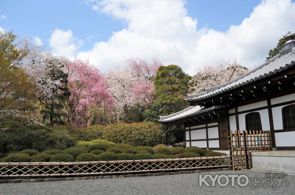 桜苑へ歩む