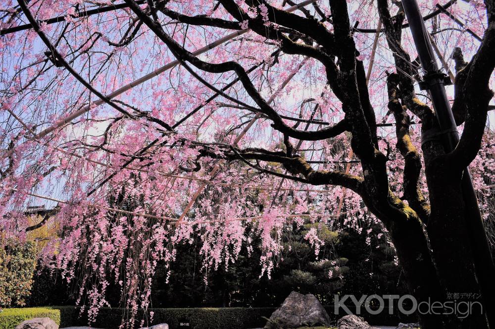 桜狩り