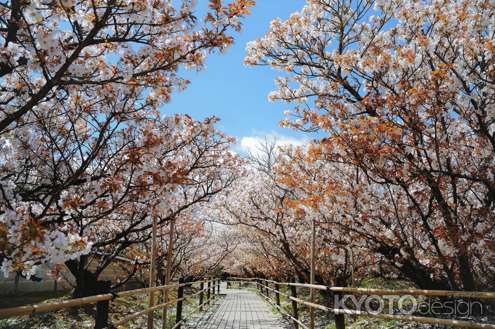 青空と御室桜