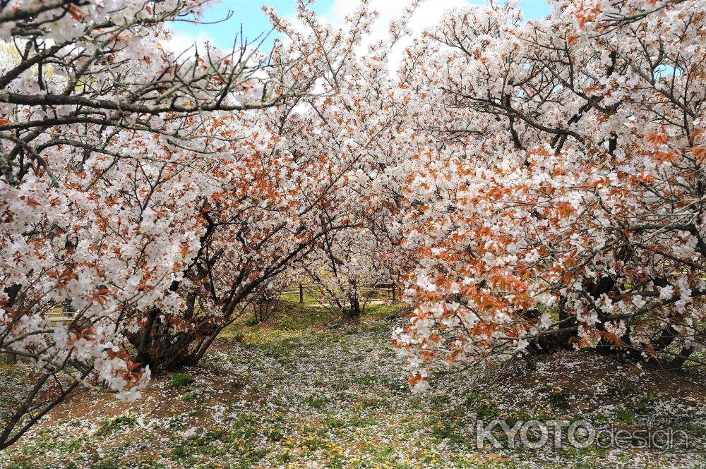 御室桜のトンネル