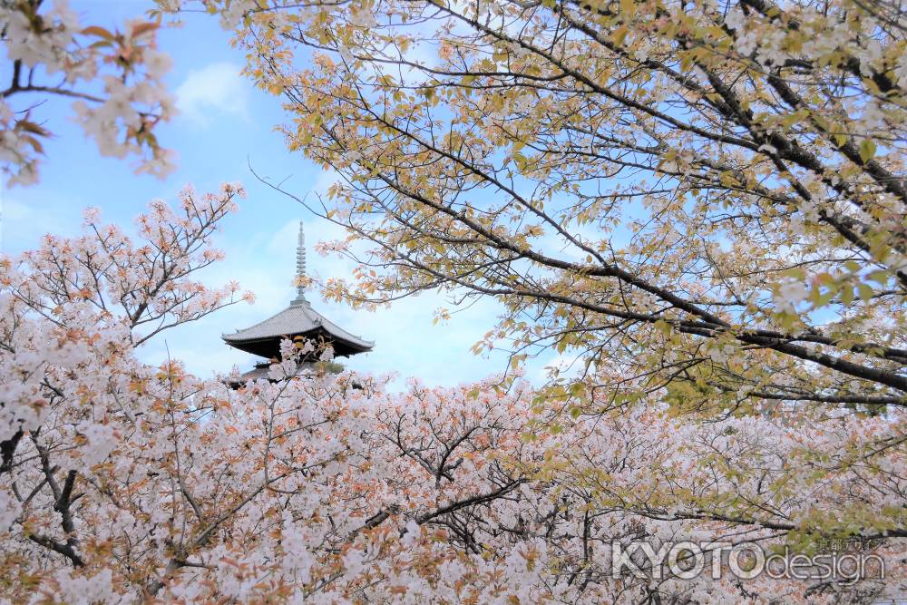 御室桜に埋もれて