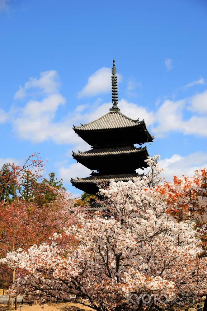 御室桜と五重塔