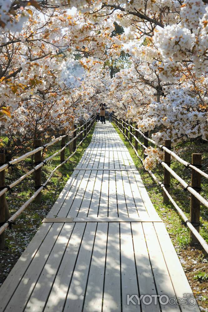 御室桜の木道