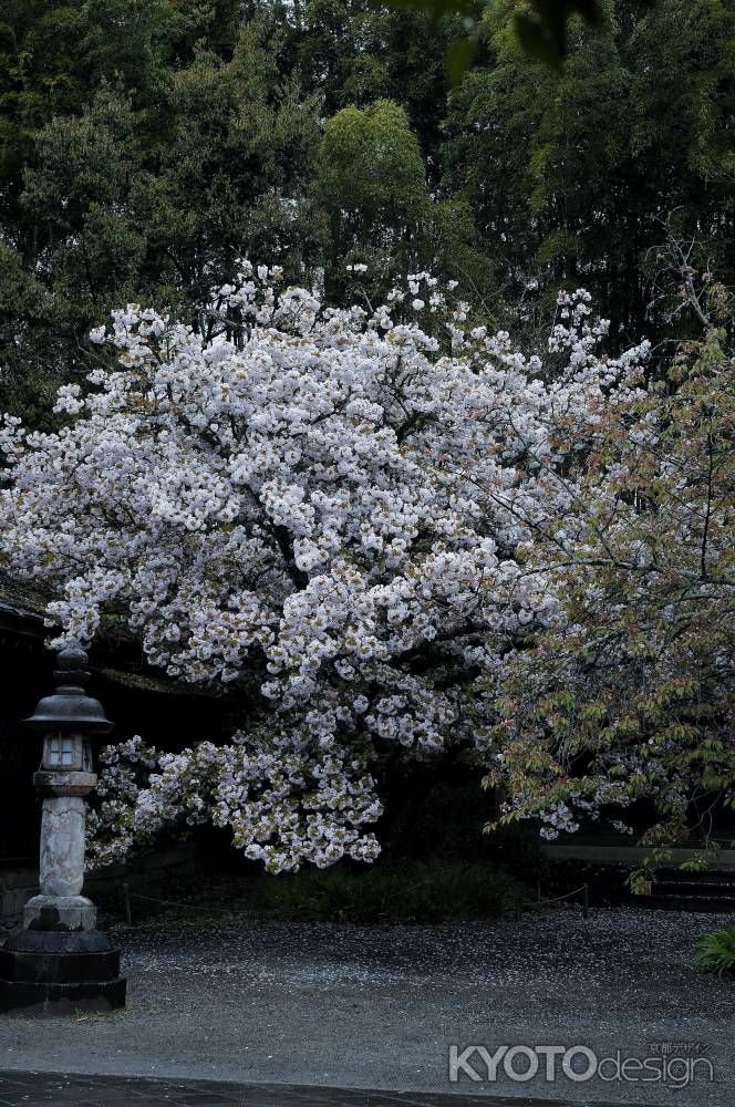 白雪桜