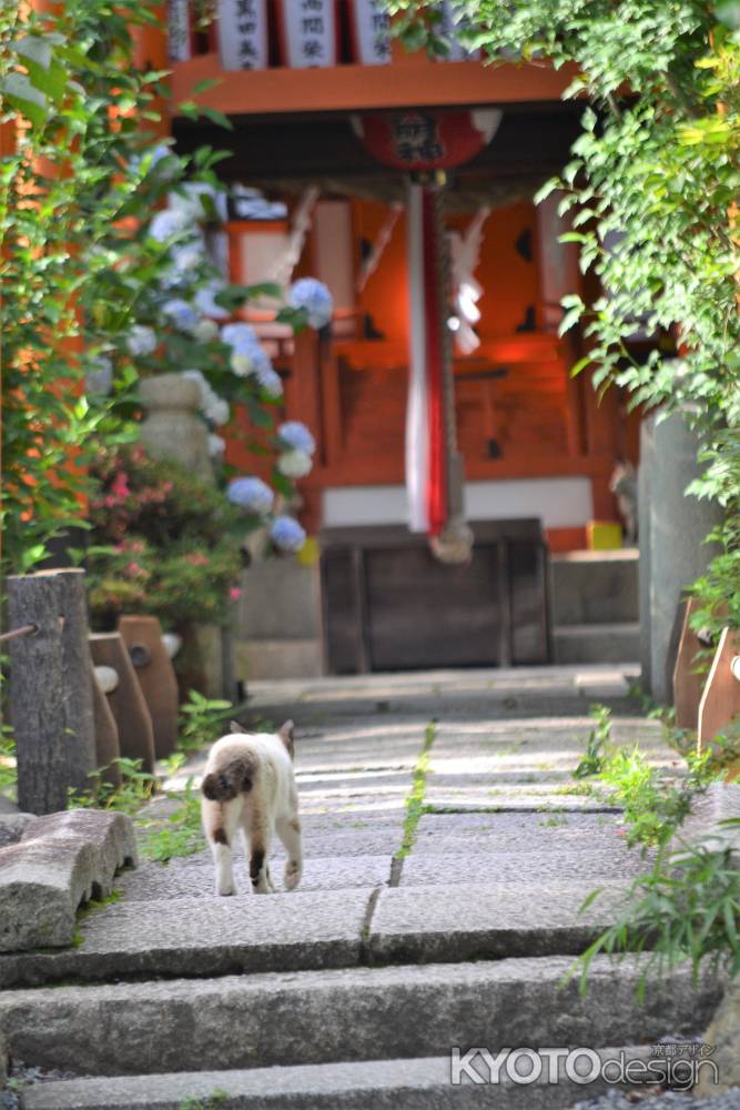 哀愁漂う京のにゃんこ