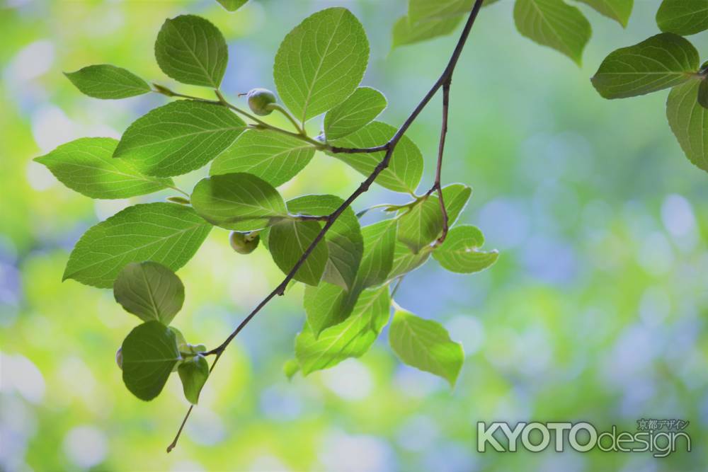 風に揺れて