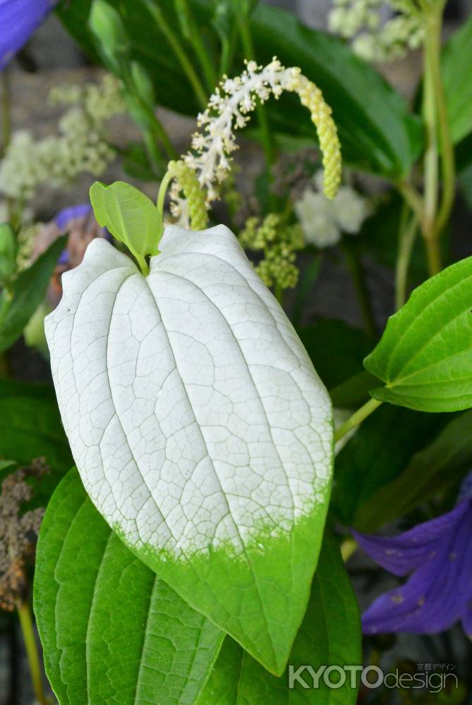 花手水　半夏生