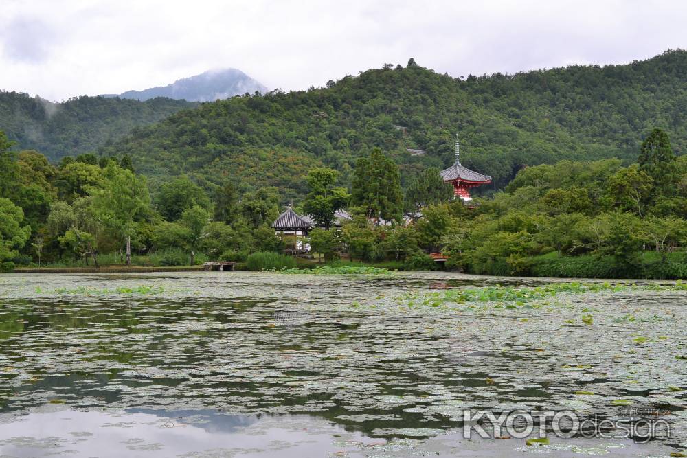 雨の大沢池