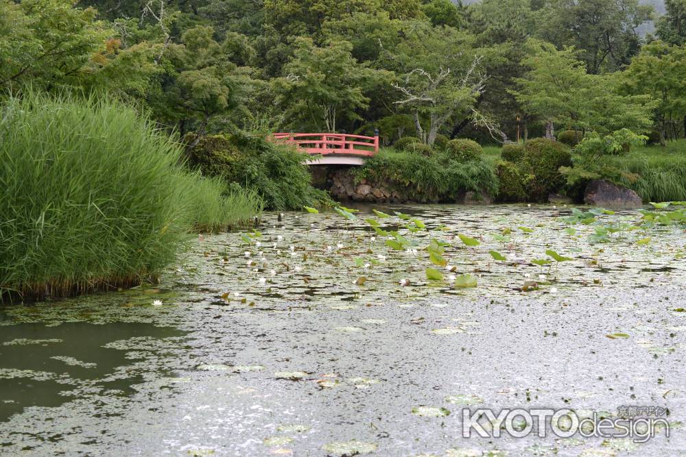 梅雨の大沢池