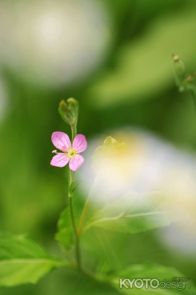 里に咲く小さな花