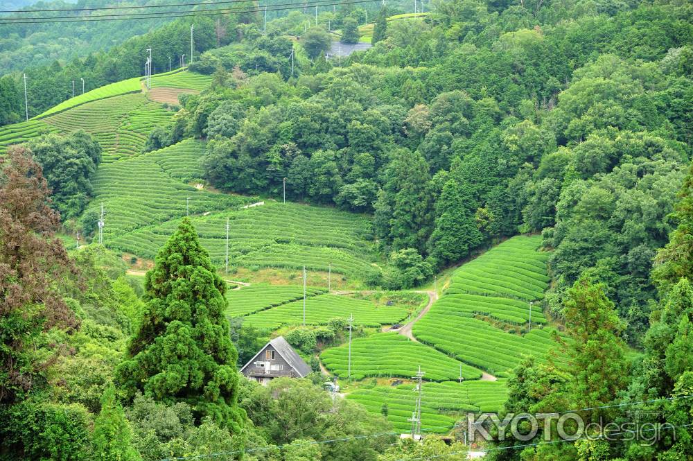 和束町の茶畑