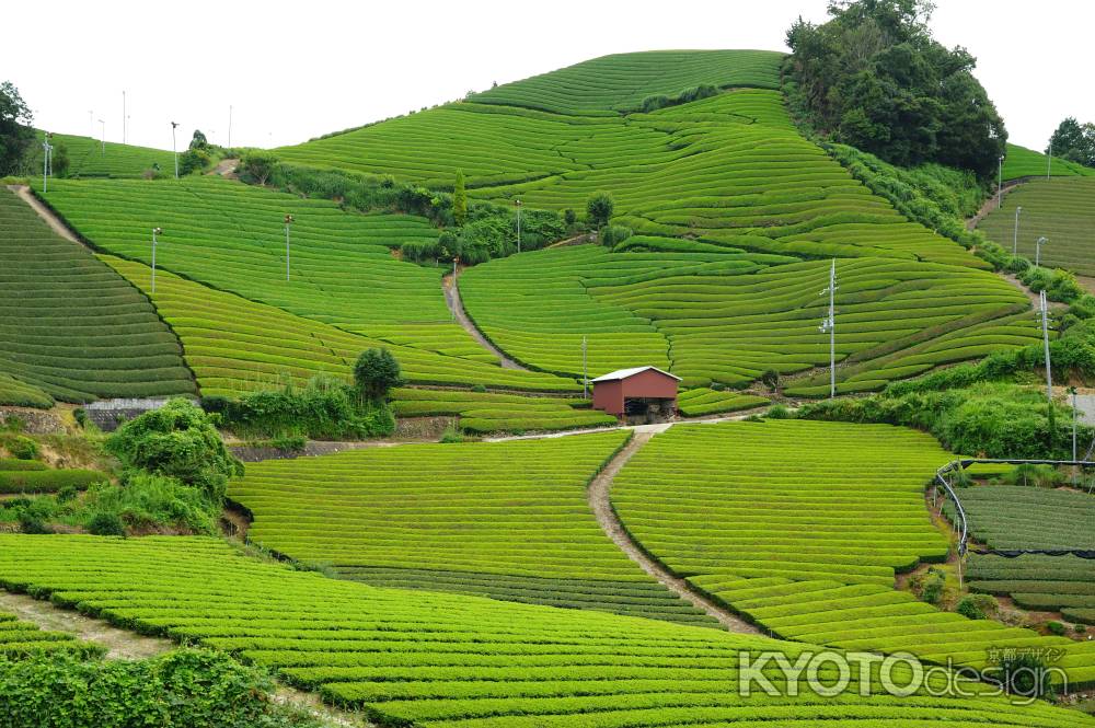 日本茶800年の歴史散歩