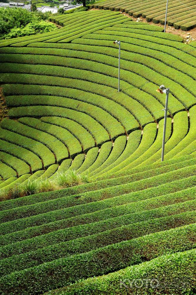 原山の円形茶園