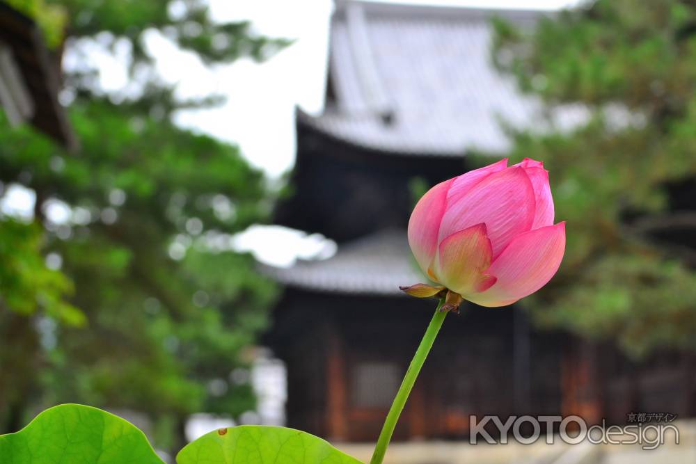 妙心寺　蓮