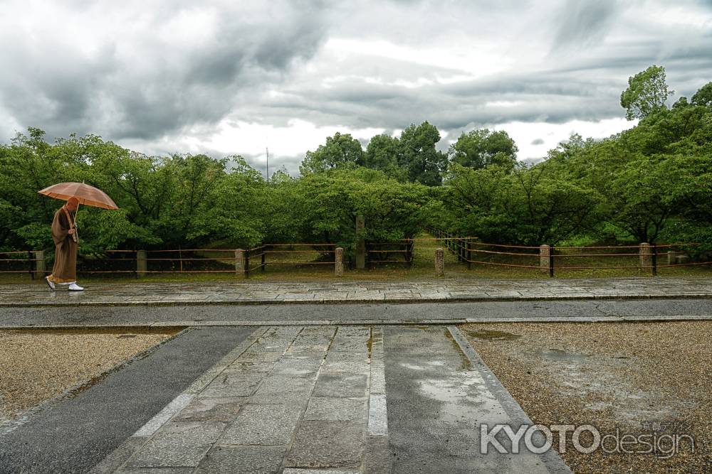 梅雨の御室桜と僧侶