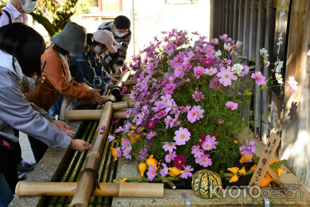 花手水　コスモス