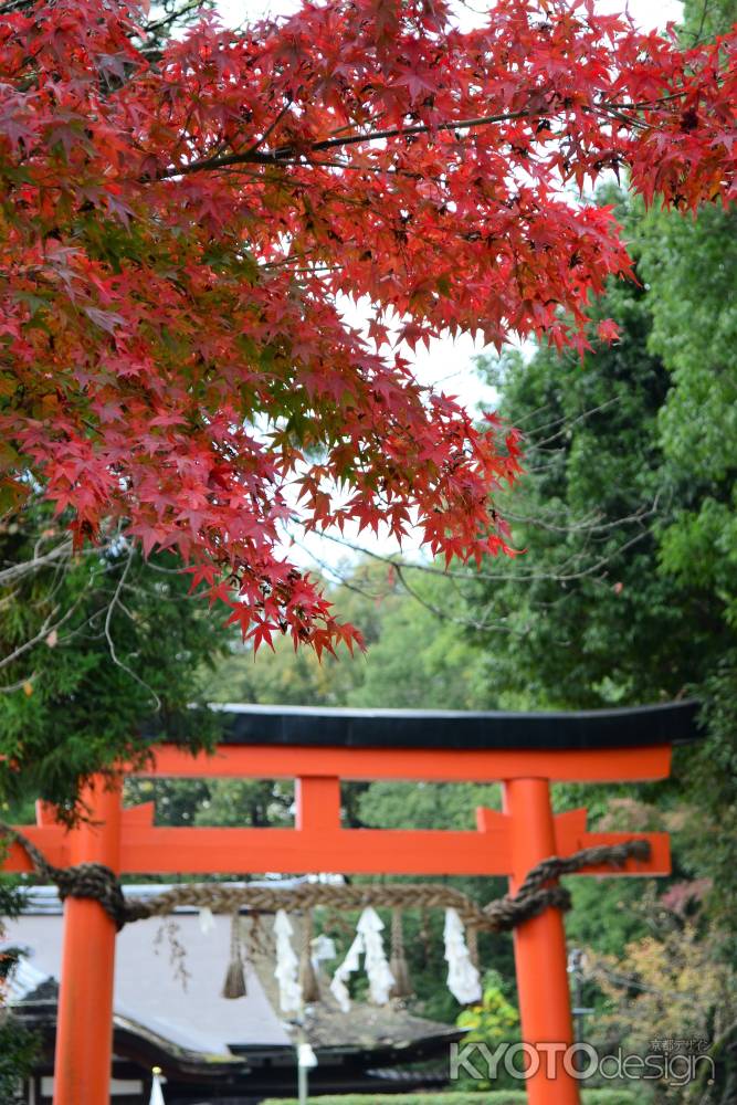 上賀茂神社　紅葉